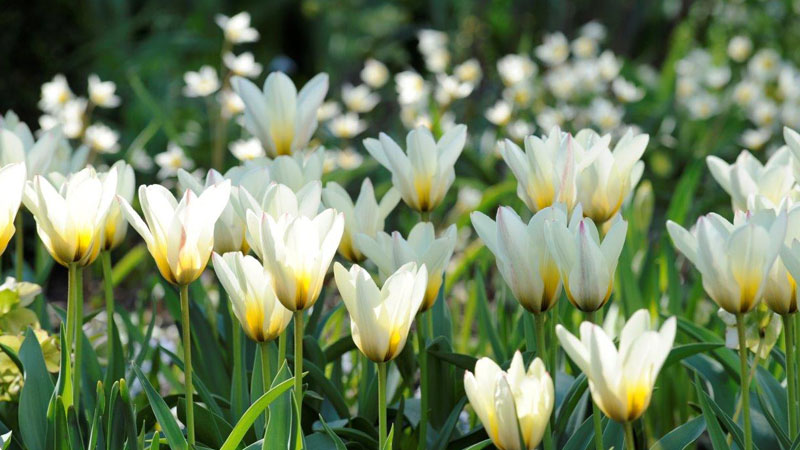 claus-dalby-skyggehaven-tulipaner